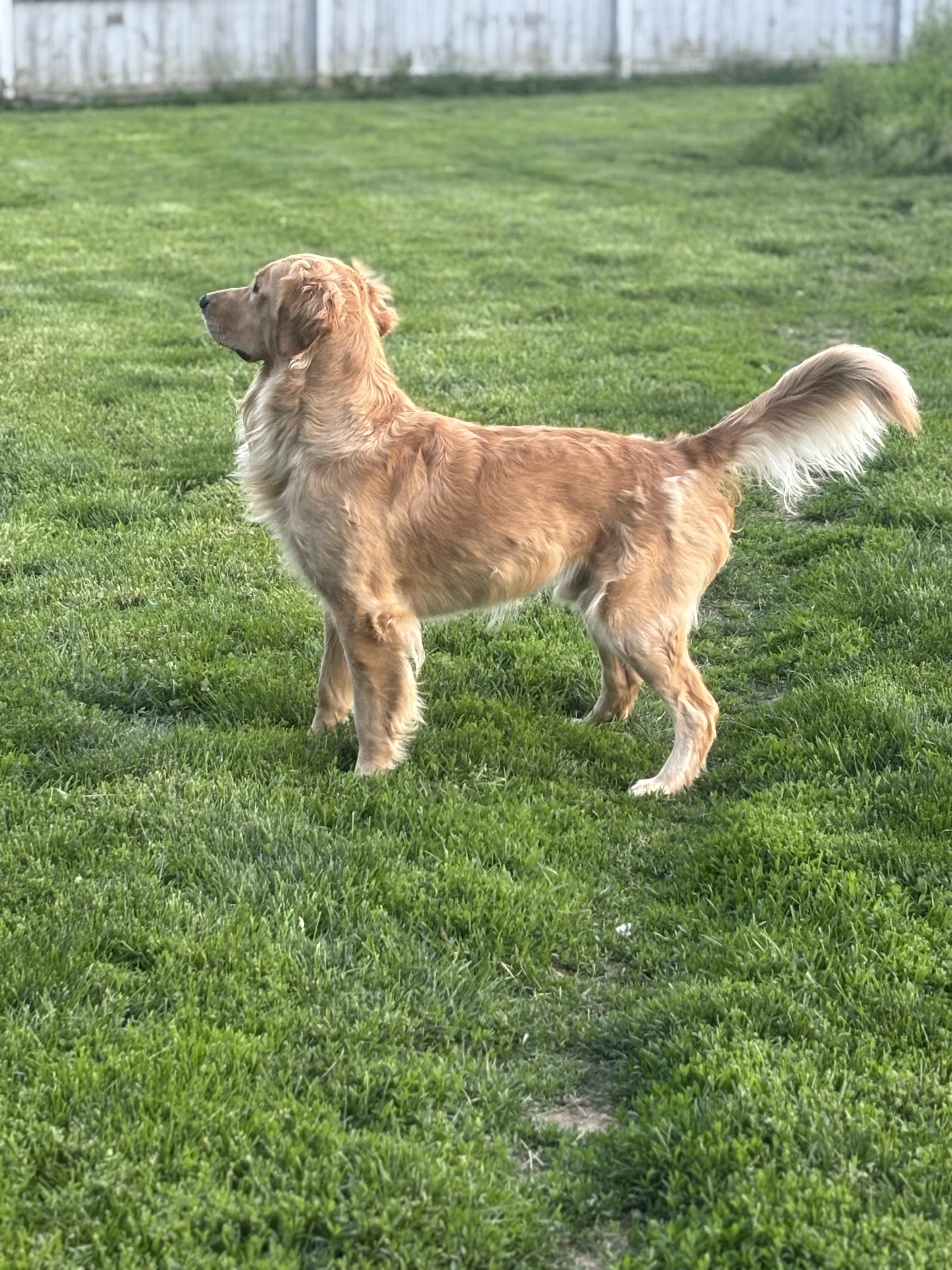 Enlarge Luca, a ADOPTABLE Golden Retriever in Russellville, OH image 4/5
