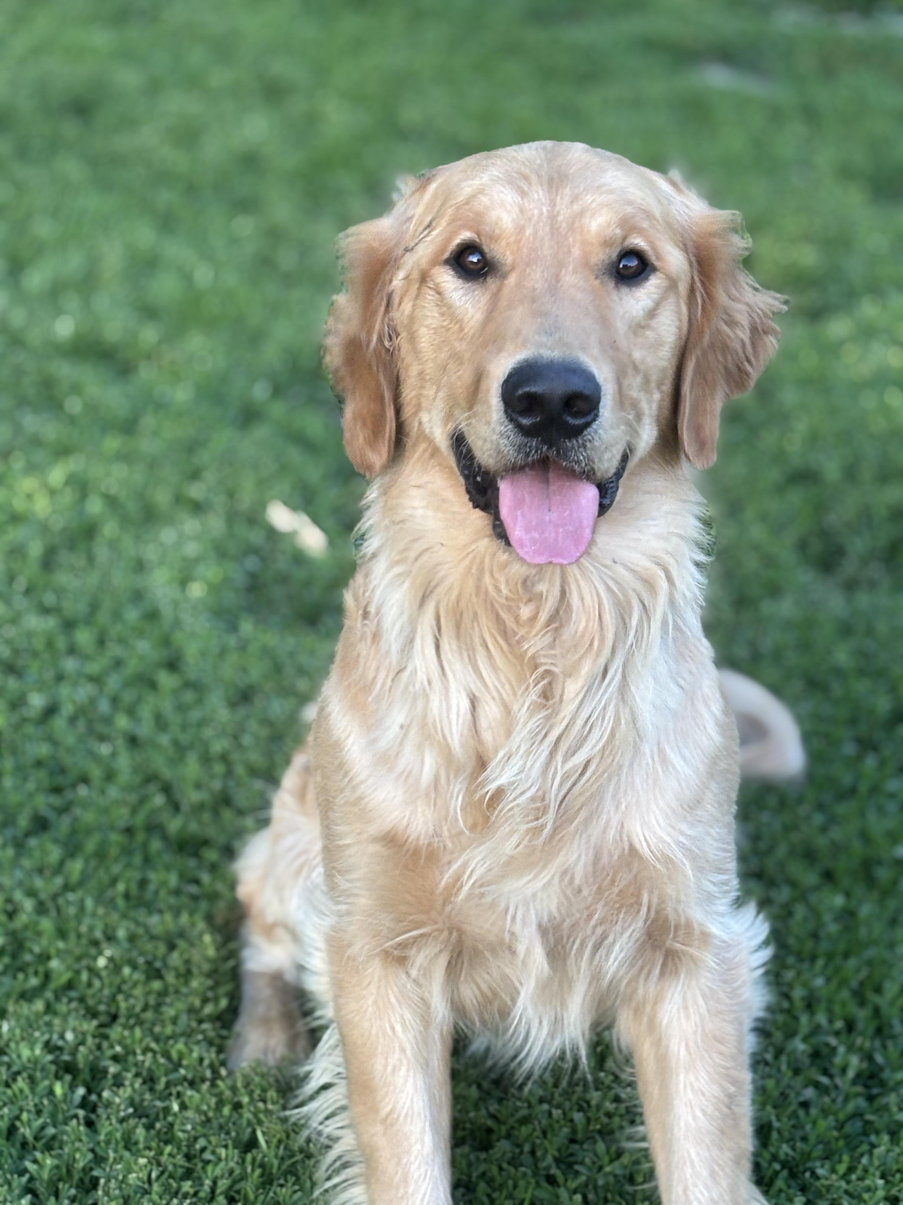 Enlarge Luca, a ADOPTABLE Golden Retriever in Russellville, OH image 5/5