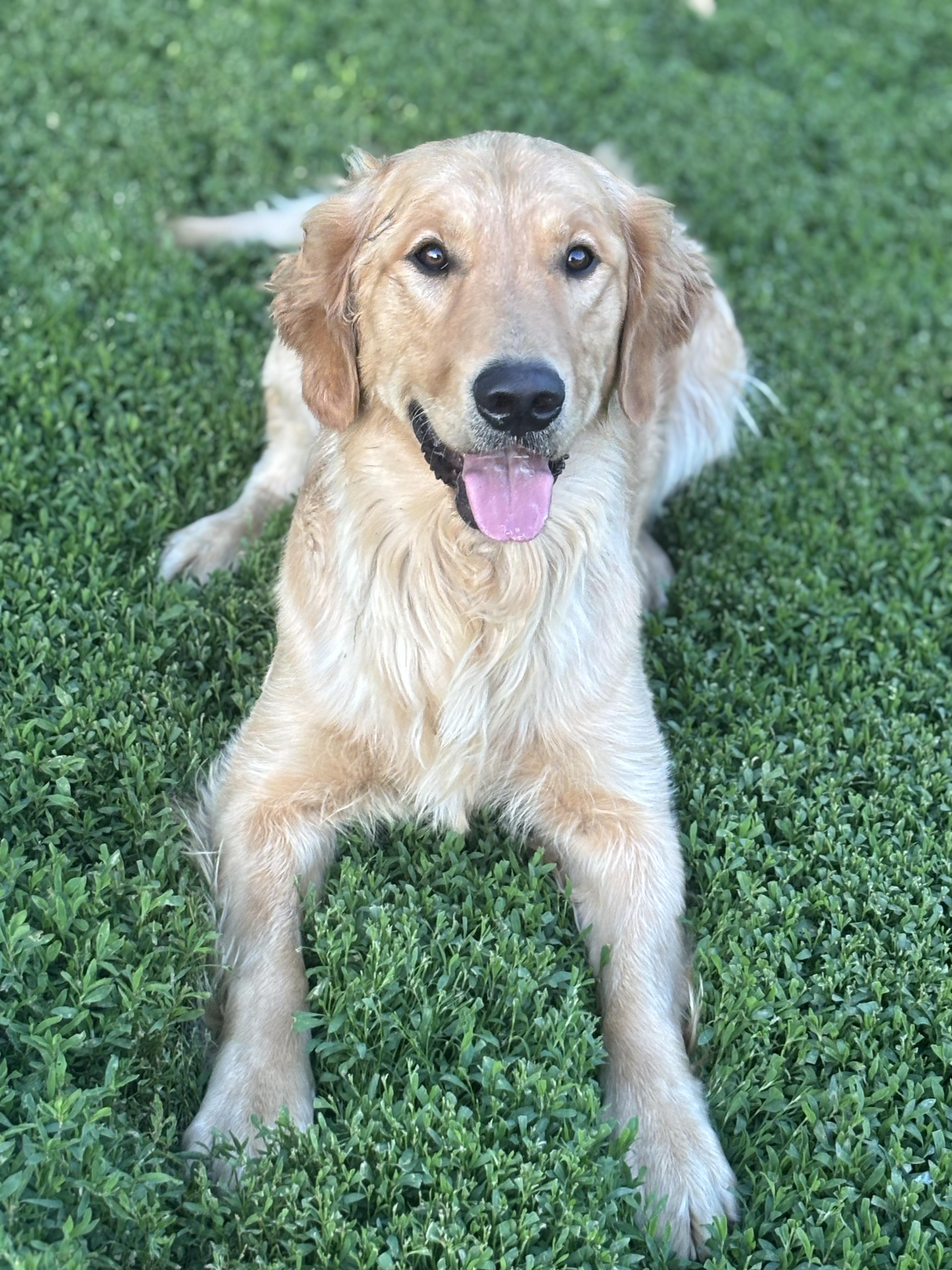 Enlarge Luca, a ADOPTABLE Golden Retriever in Russellville, OH image 2/5