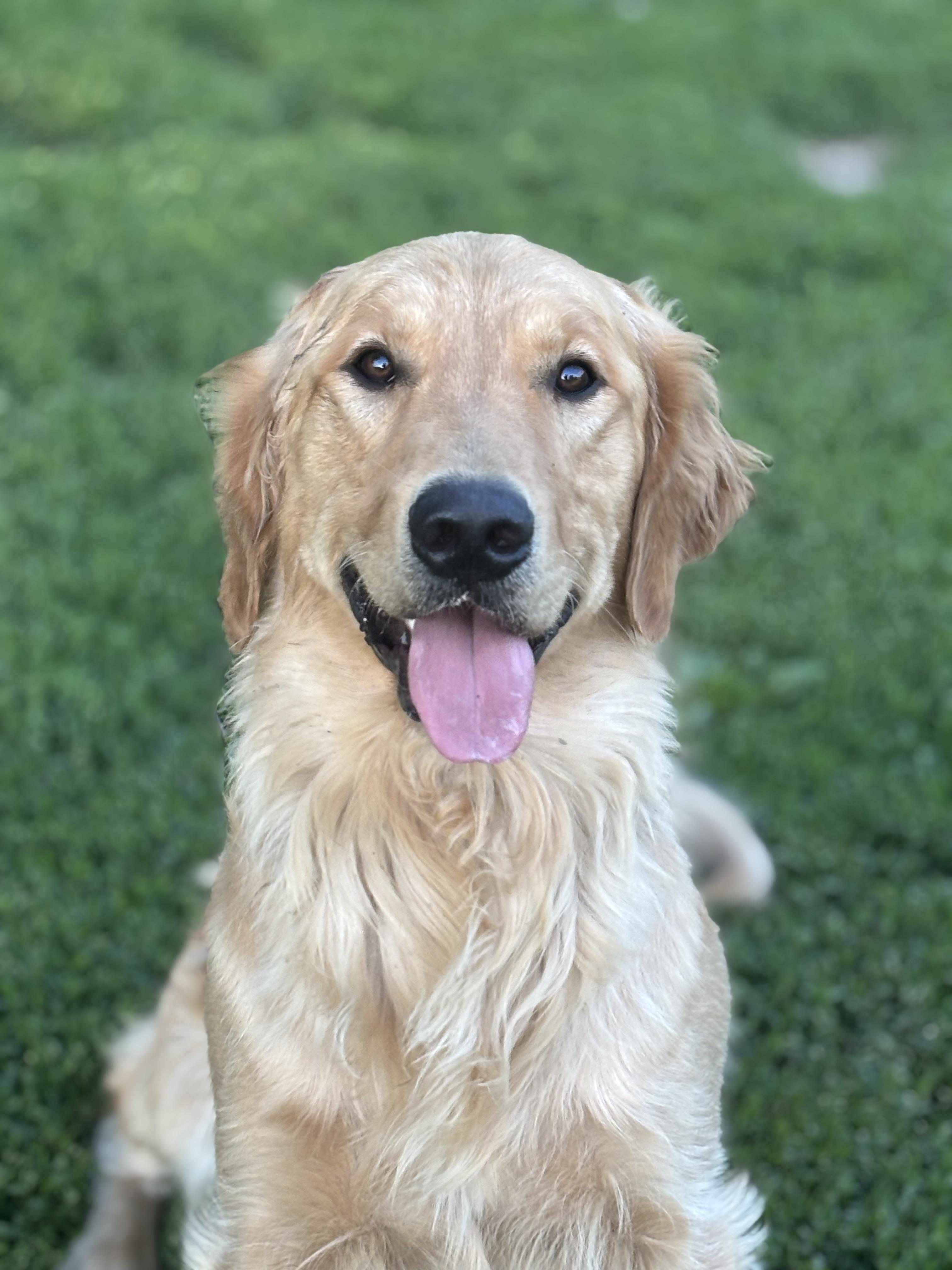 Luca, ADOPTABLE, Adult Male Golden Retriever.
