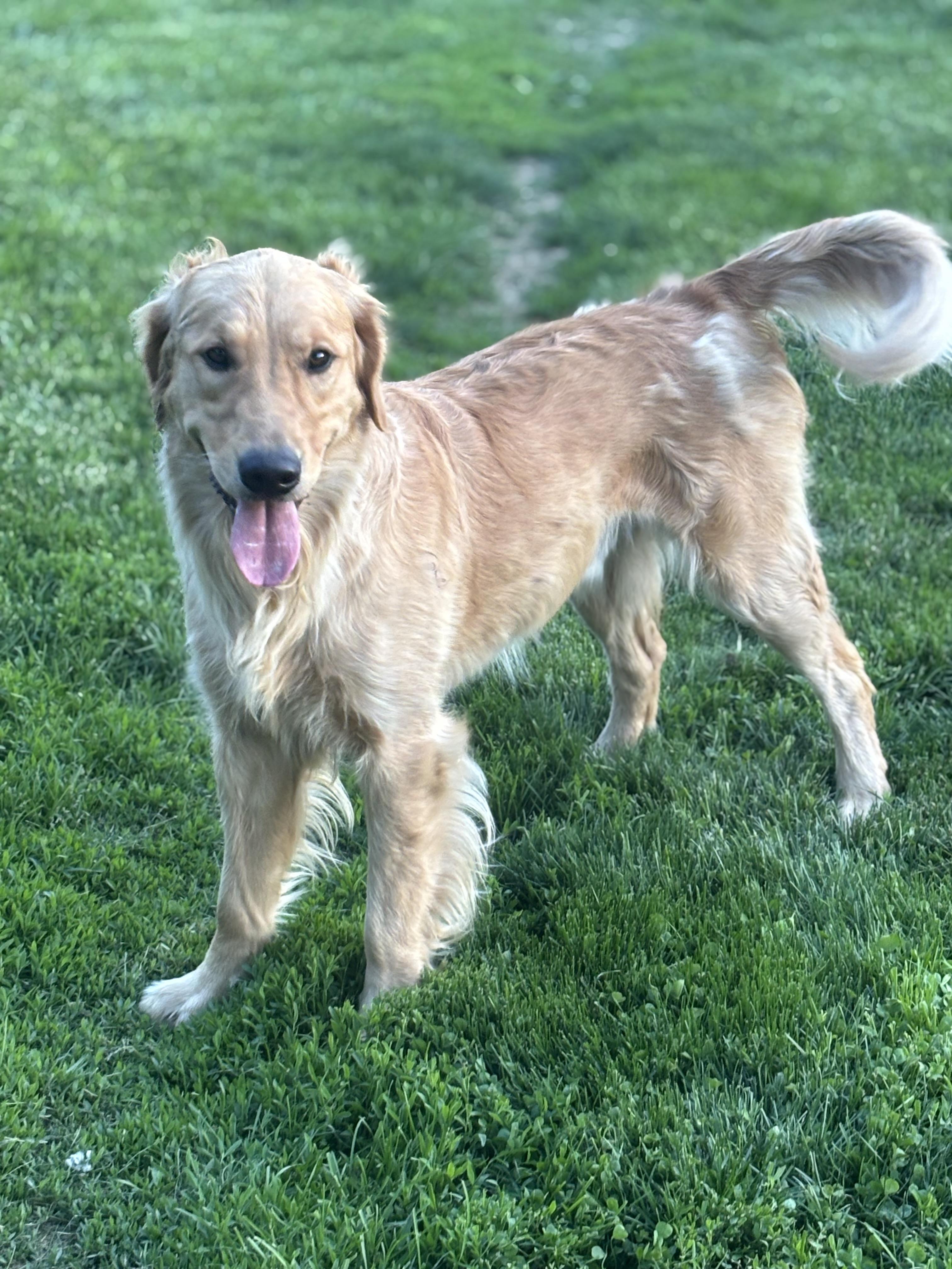 Enlarge Luca, a ADOPTABLE Golden Retriever in Russellville, OH image 3/5