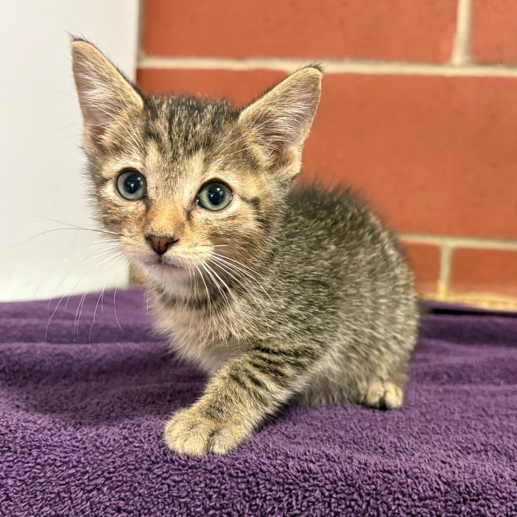 Enlarge Maurice, a Adoptable mixed breed in Cabot, AR image 1/2