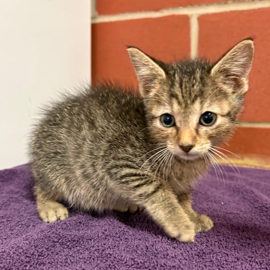 Enlarge Maurice, a Adoptable mixed breed in Cabot, AR image 2/2