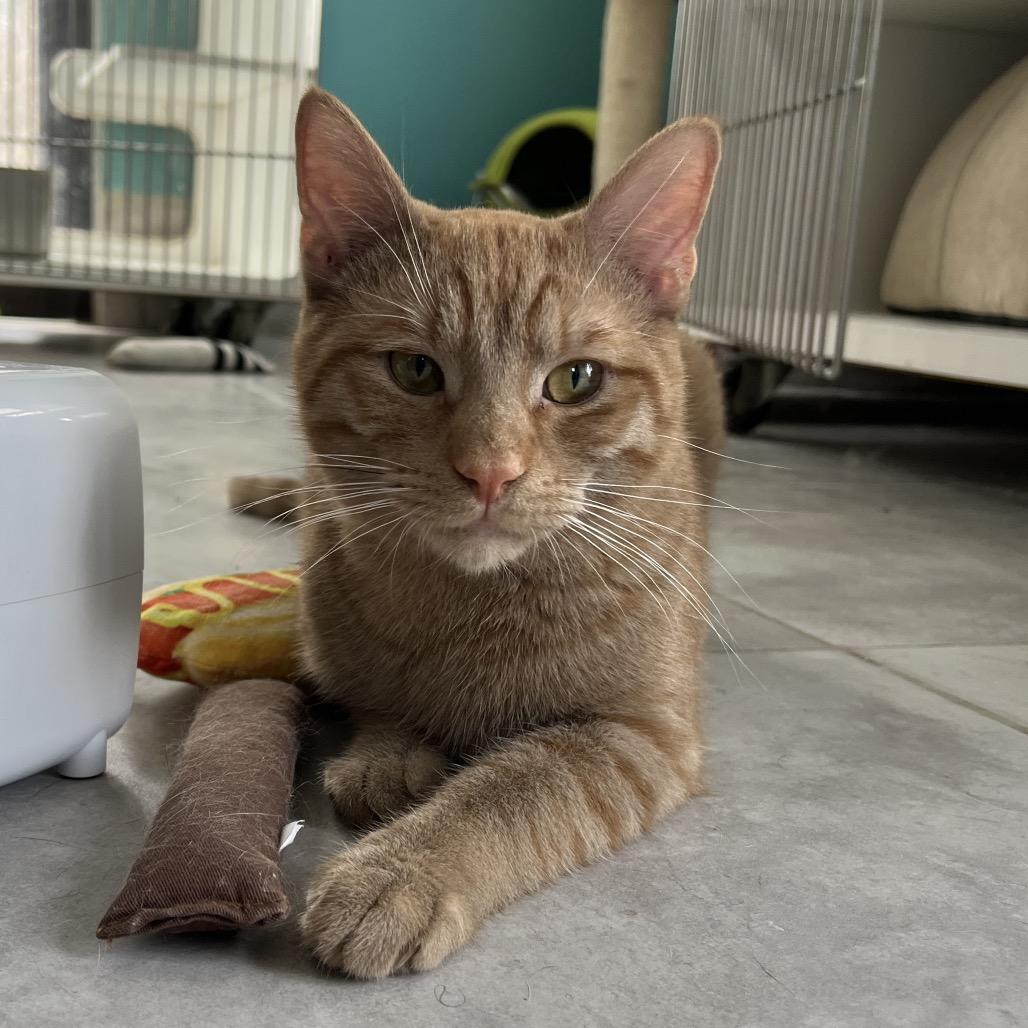 Mango, Adoptable, Adult Male Domestic Short Hair.