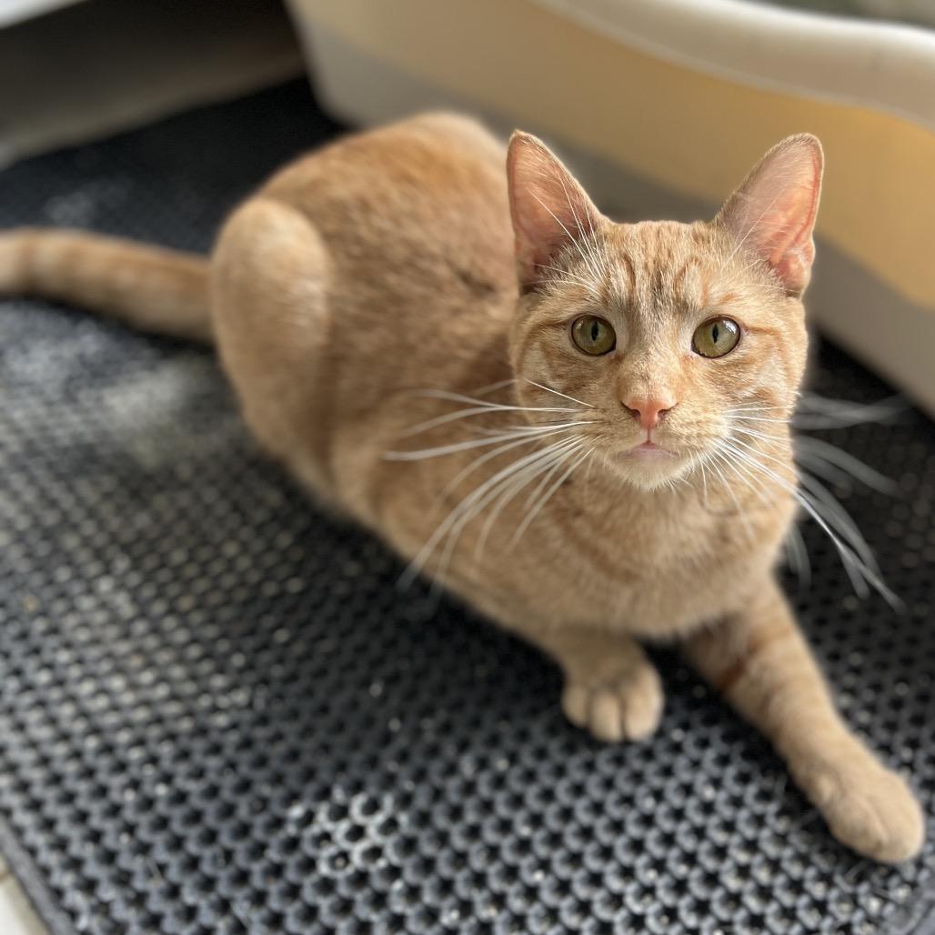 Enlarge Mango, a Adoptable Domestic Short Hair in Fairfax Station, VA image 2/3