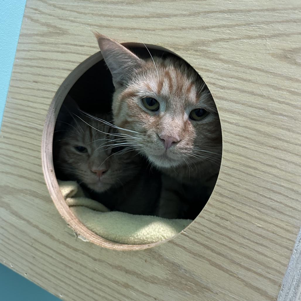 Enlarge Mango, a Adoptable Domestic Short Hair in Fairfax Station, VA image 3/3