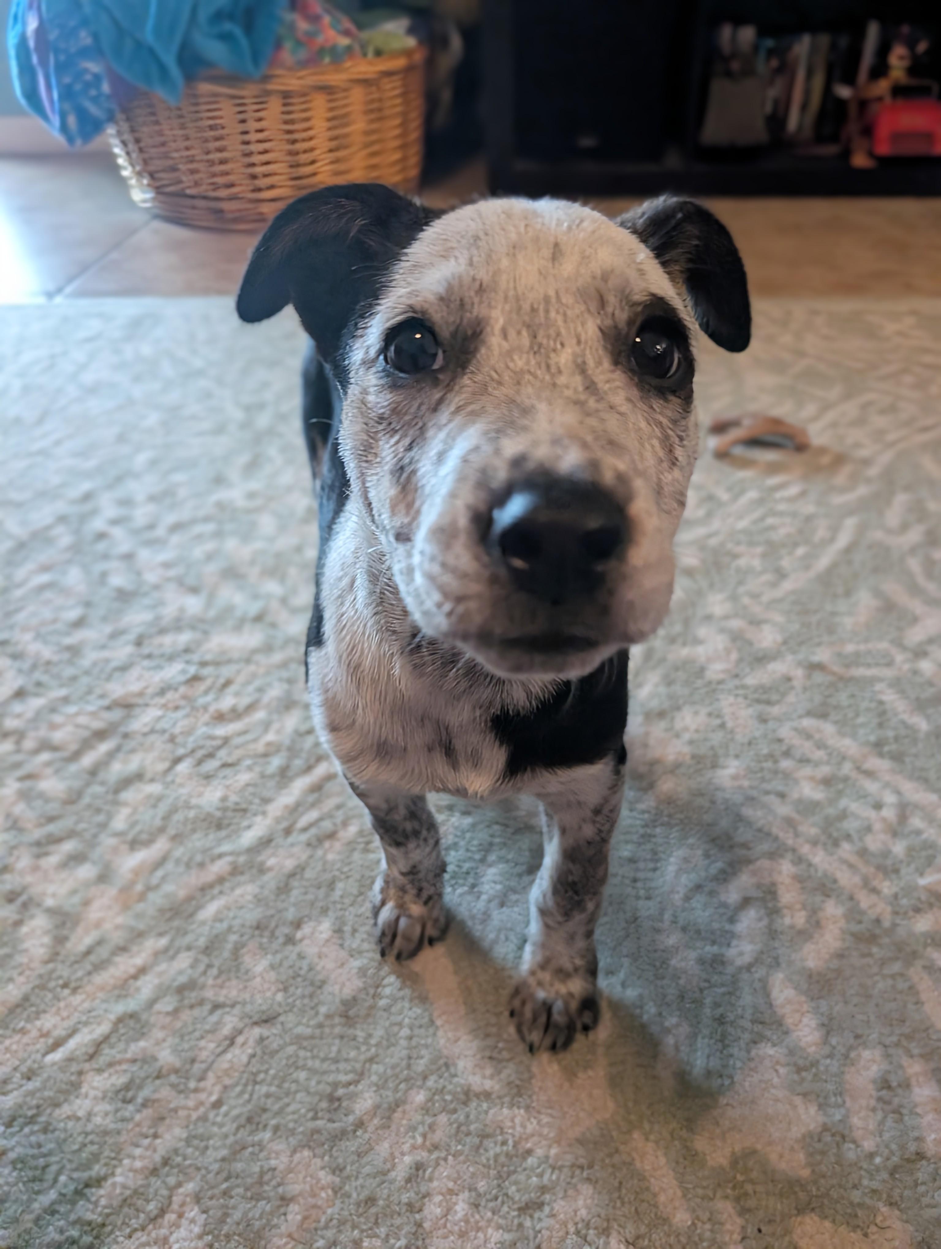 Dolly, a Adoptable Australian Cattle Dog / Blue Heeler in Bradenton, FL image 1/6