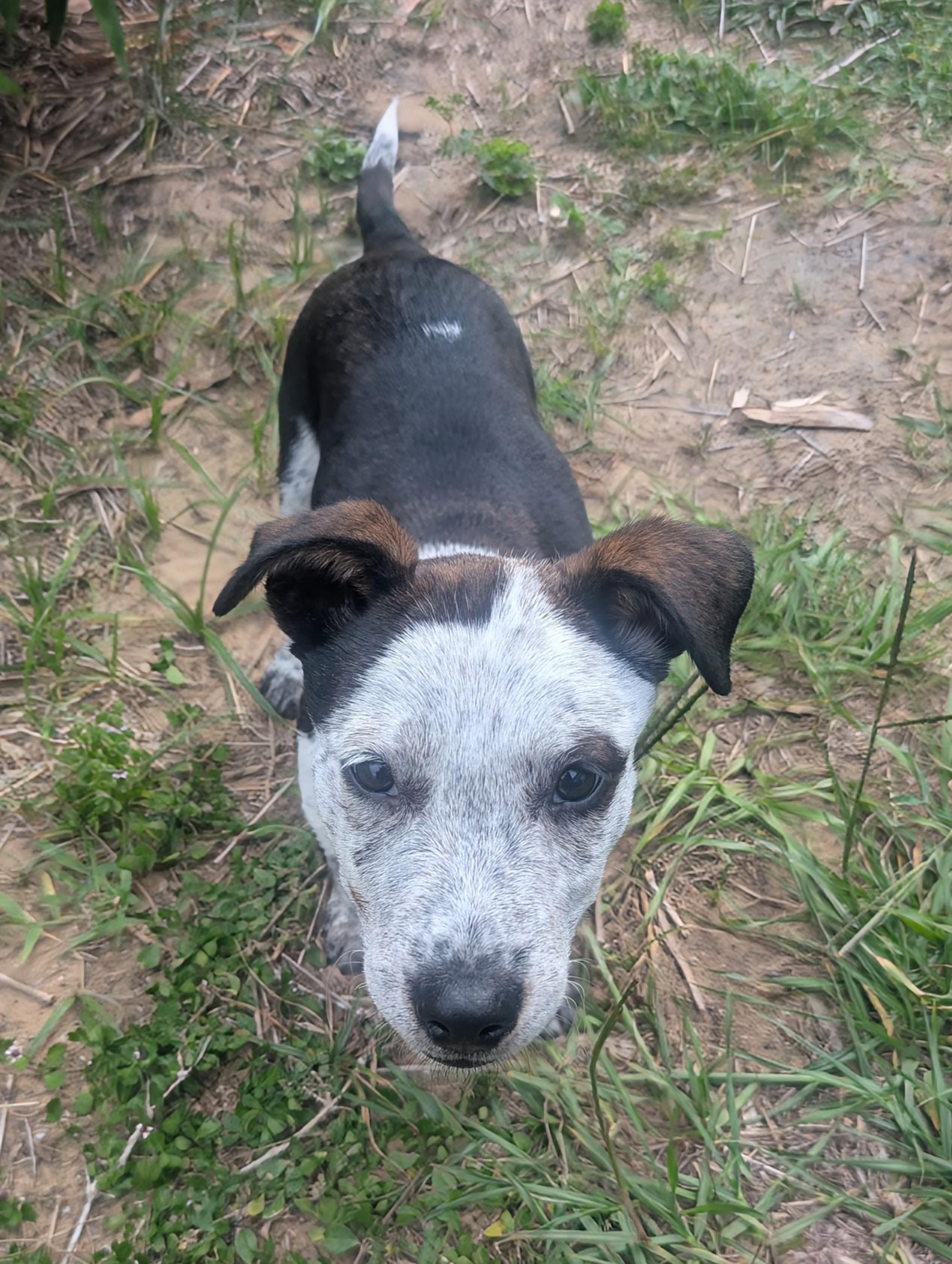 Dolly, a Adoptable Australian Cattle Dog / Blue Heeler in Bradenton, FL image 2/6