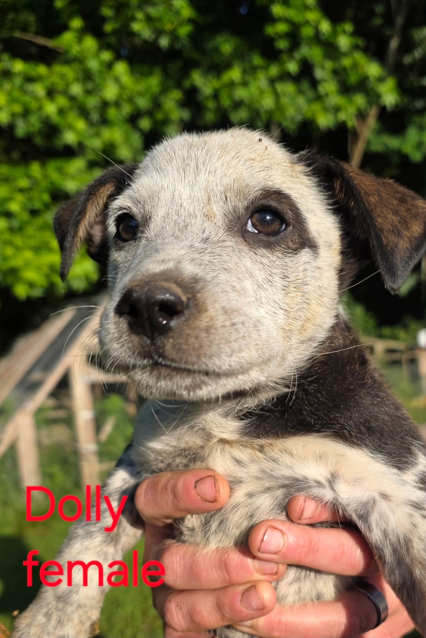 Dolly, a Adoptable Australian Cattle Dog / Blue Heeler in Bradenton, FL image 3/6