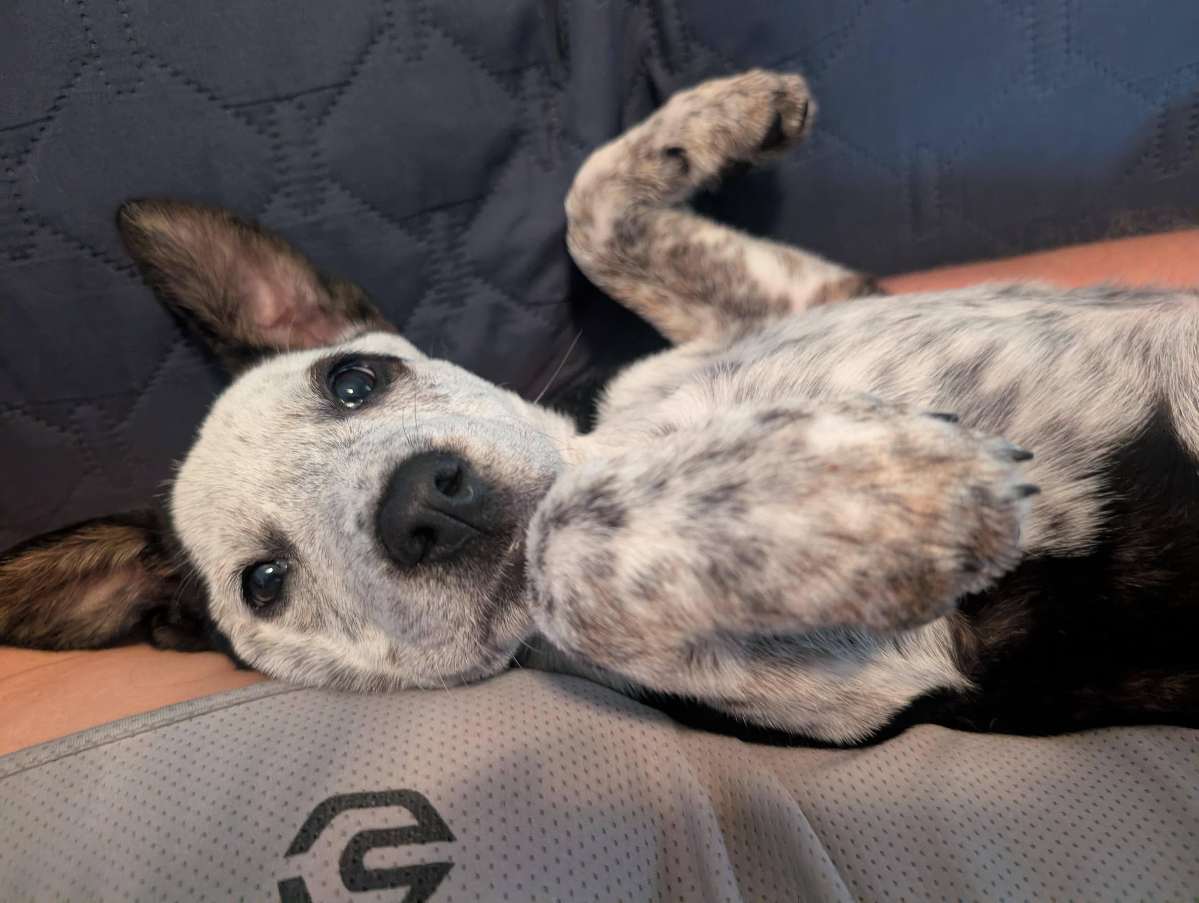Dolly, a Adoptable Australian Cattle Dog / Blue Heeler in Bradenton, FL image 4/6