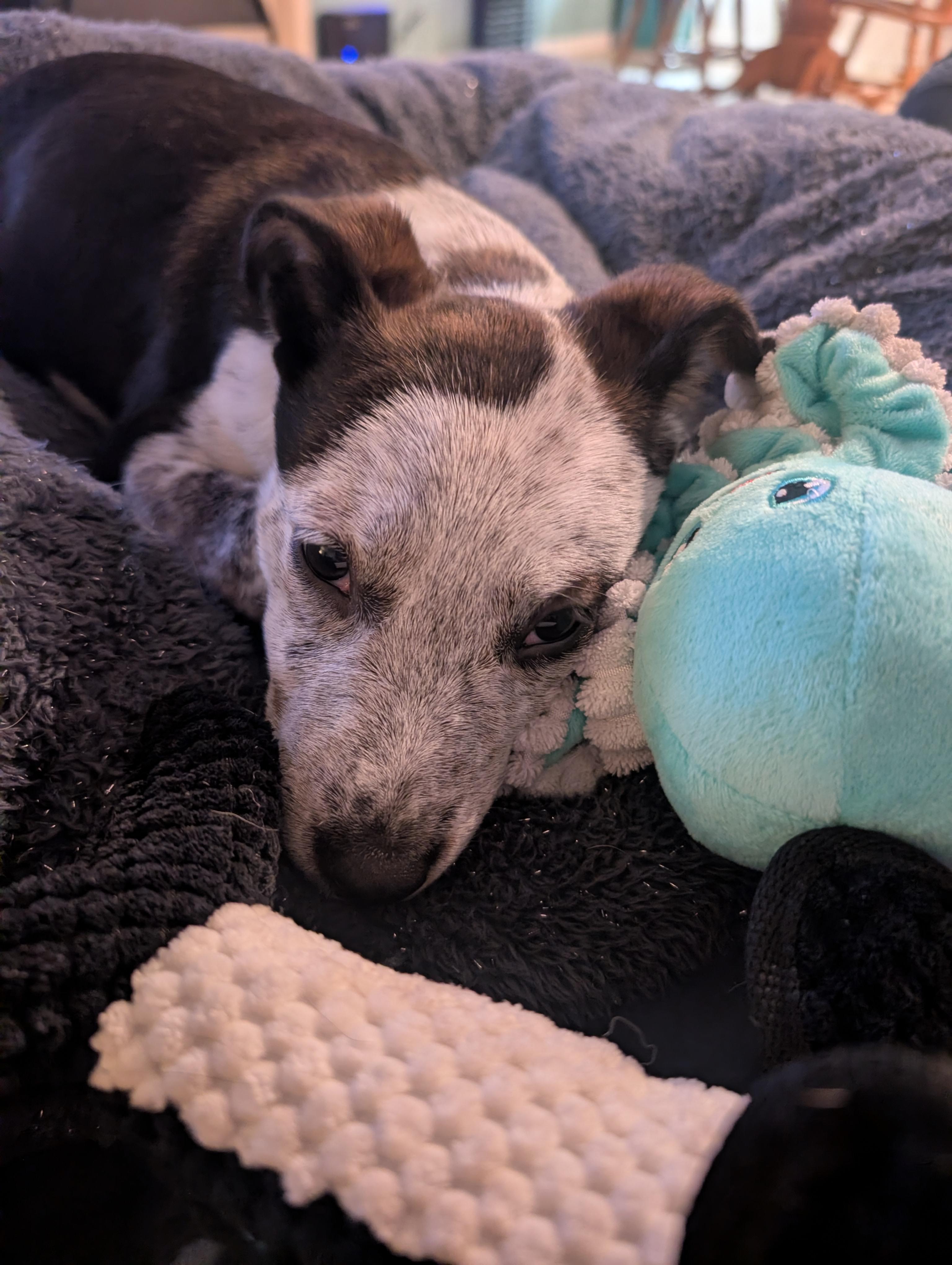 Dolly, a Adoptable Australian Cattle Dog / Blue Heeler in Bradenton, FL image 5/6