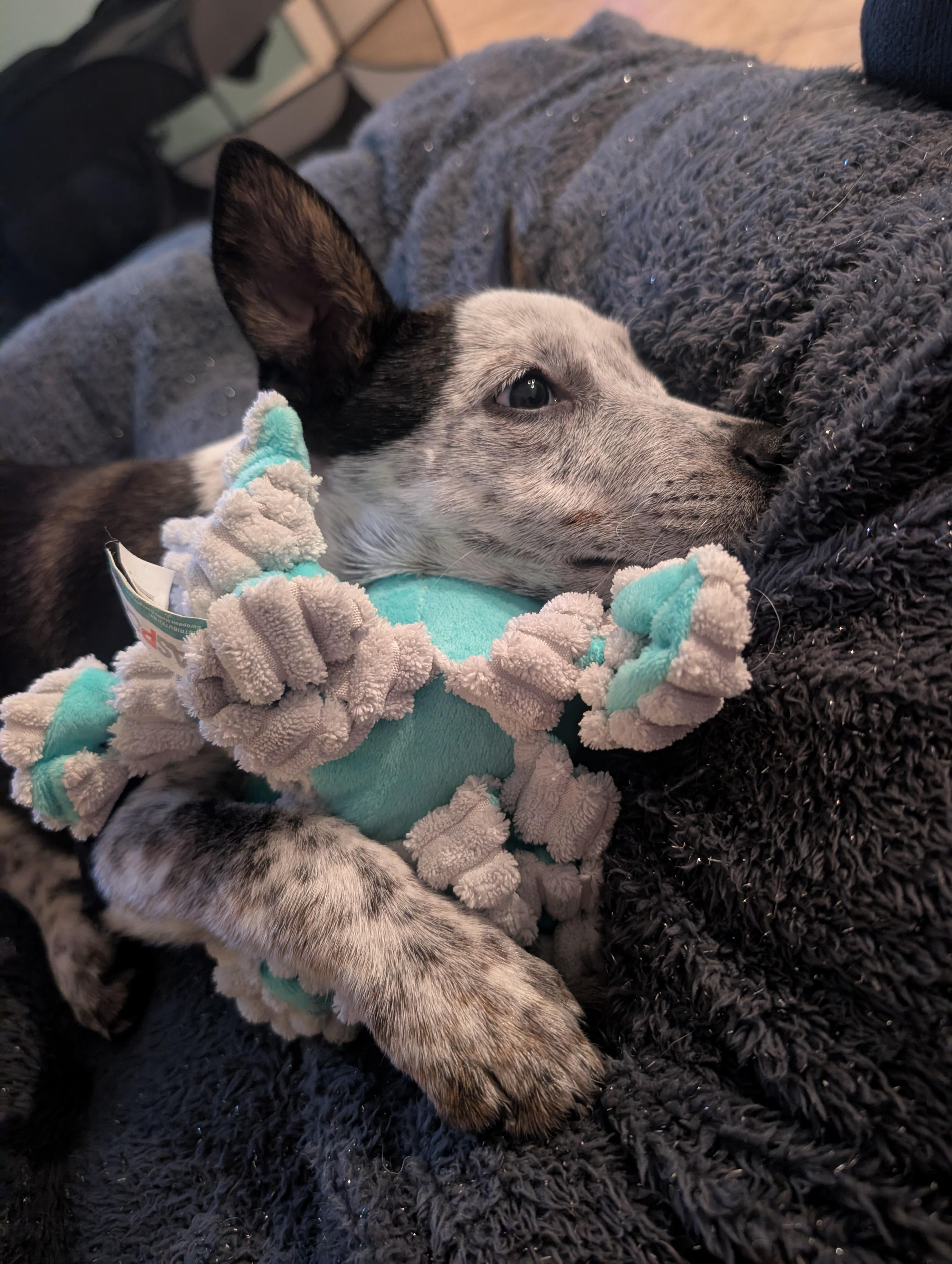 Dolly, a Adoptable Australian Cattle Dog / Blue Heeler in Bradenton, FL image 6/6