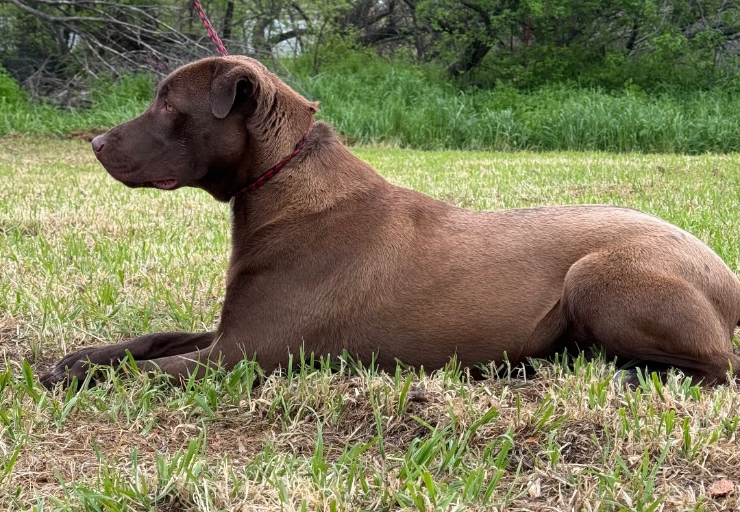 Enlarge Delta, a Adoptable mixed breed in Henrietta, TX image 1/5