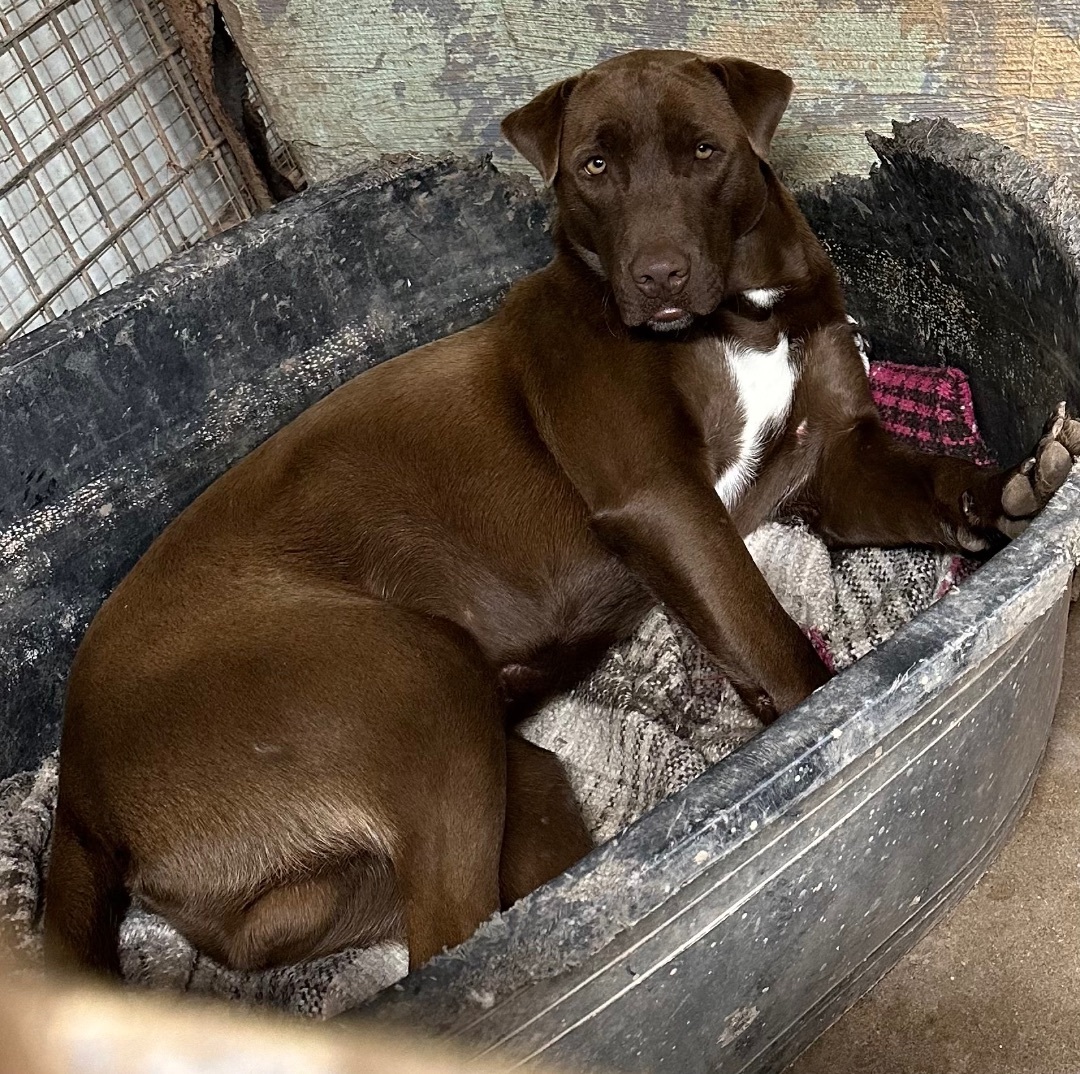 Enlarge Delta, a Adoptable mixed breed in Henrietta, TX image 2/5