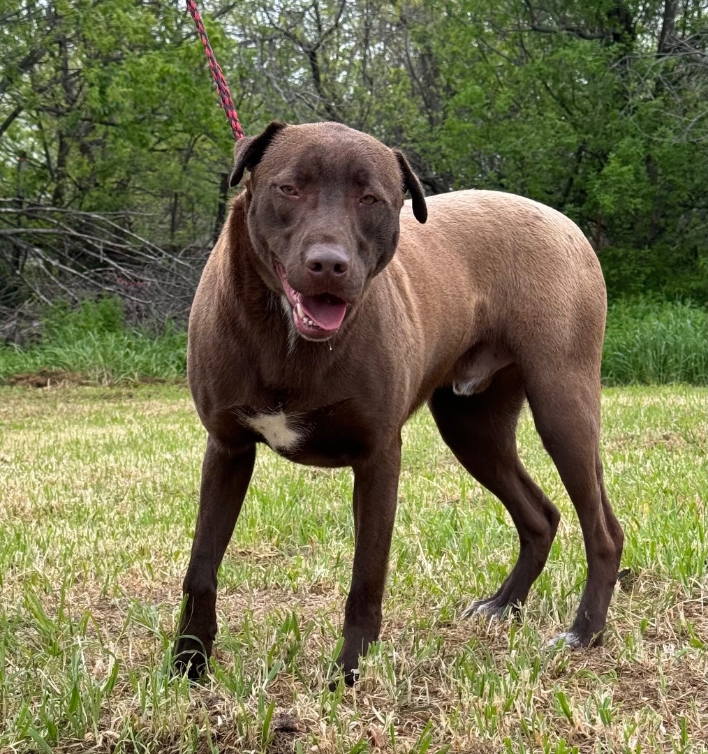 Enlarge Delta, a Adoptable mixed breed in Henrietta, TX image 3/5