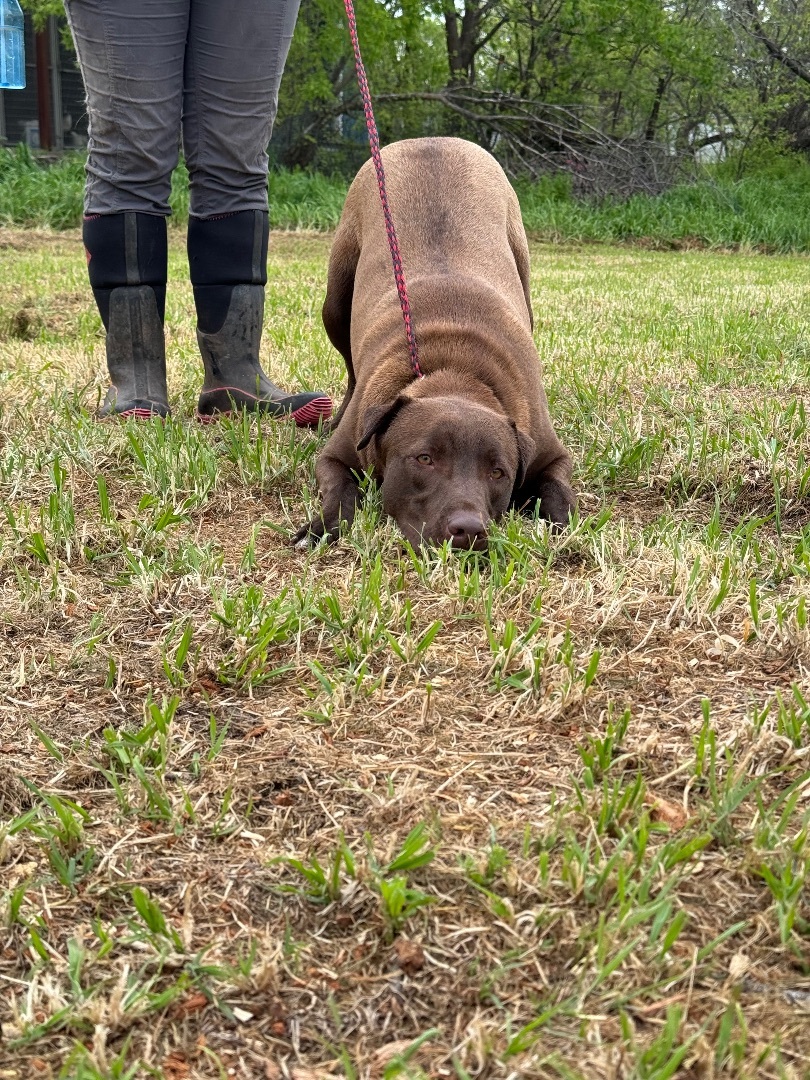 Enlarge Delta, a Adoptable mixed breed in Henrietta, TX image 4/5
