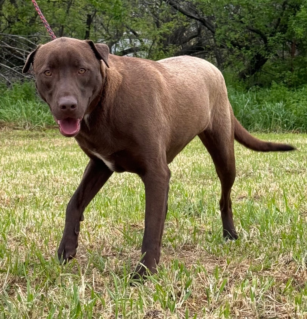 Enlarge Delta, a Adoptable mixed breed in Henrietta, TX image 5/5