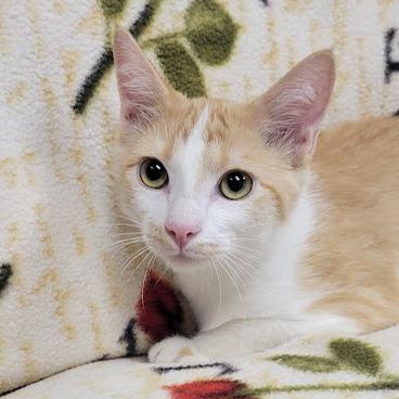 Enlarge Samm, a Adoptable Domestic Short Hair in Grand Island, NE image 1/1
