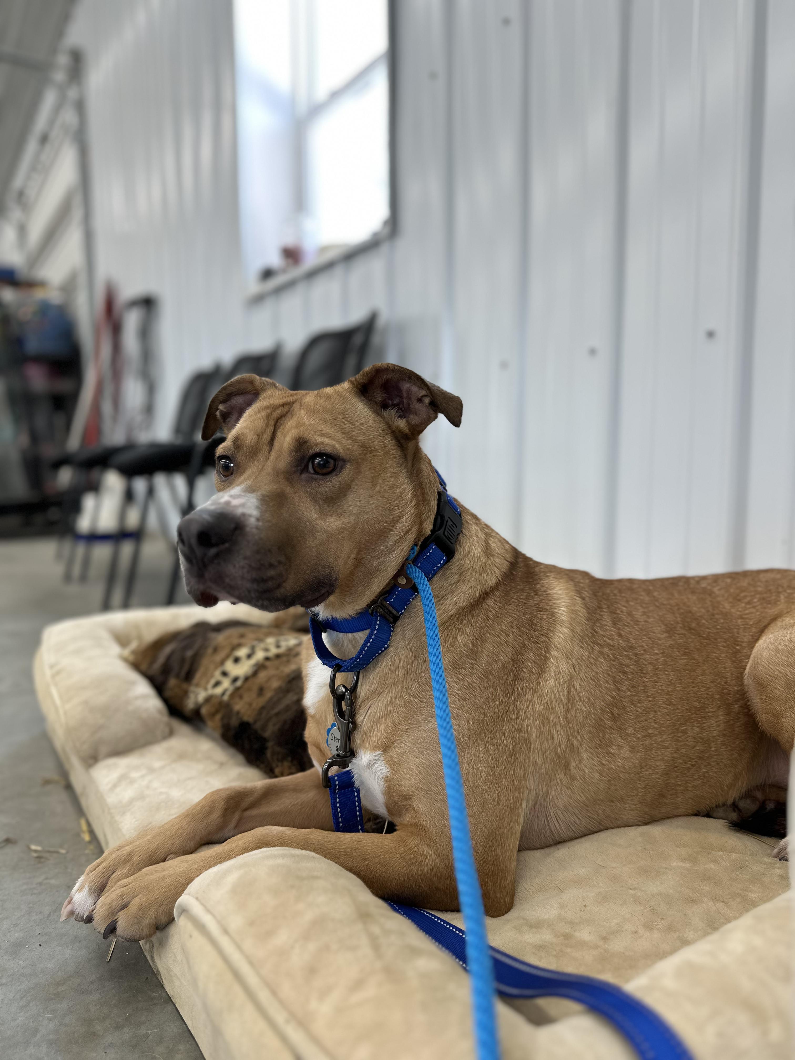 Enlarge Sterling, a ADOPTABLE mixed breed in New Albany, OH image 1/1