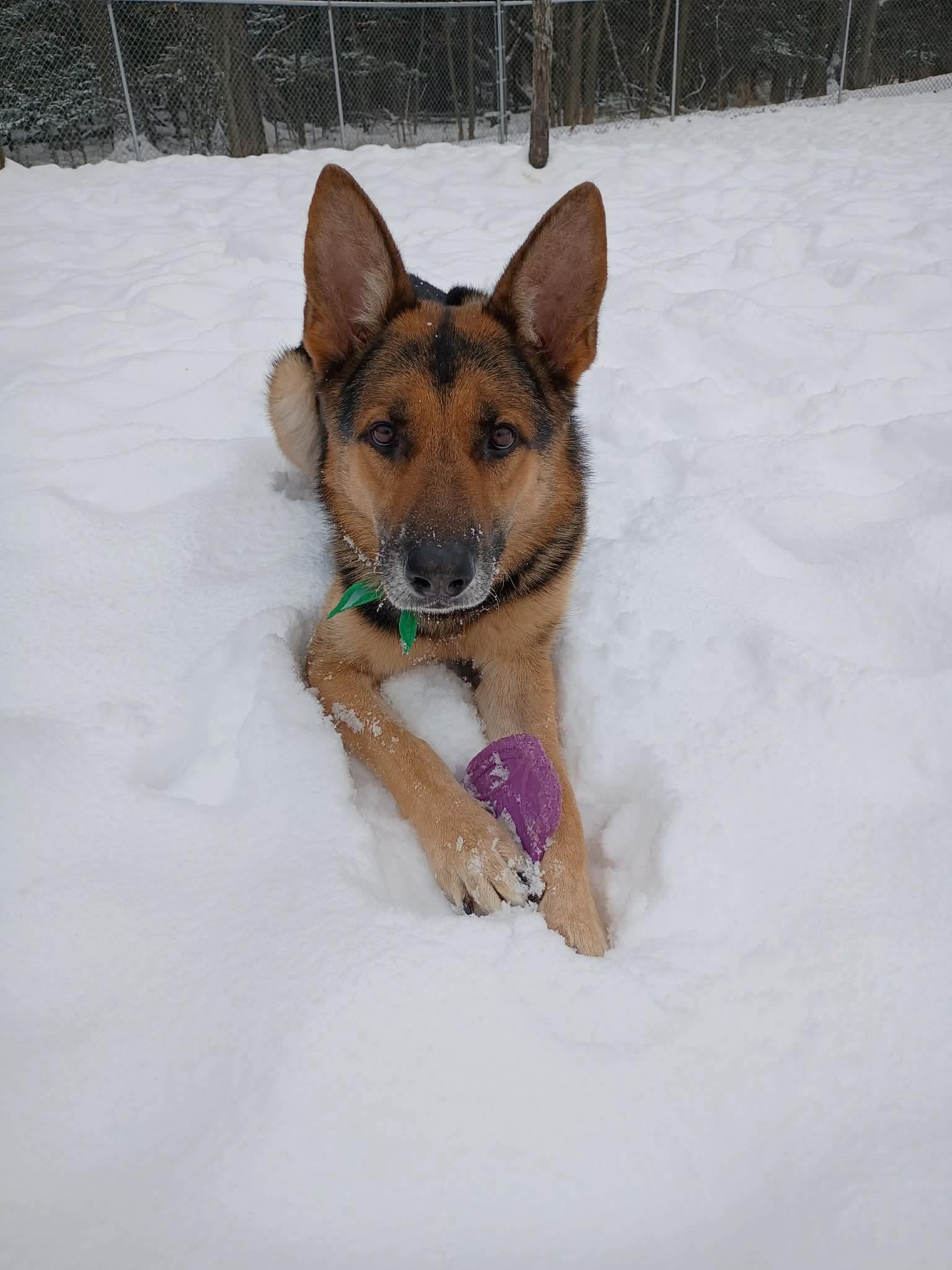 Willie, ADOPTABLE, Adult Male German Shepherd Dog.