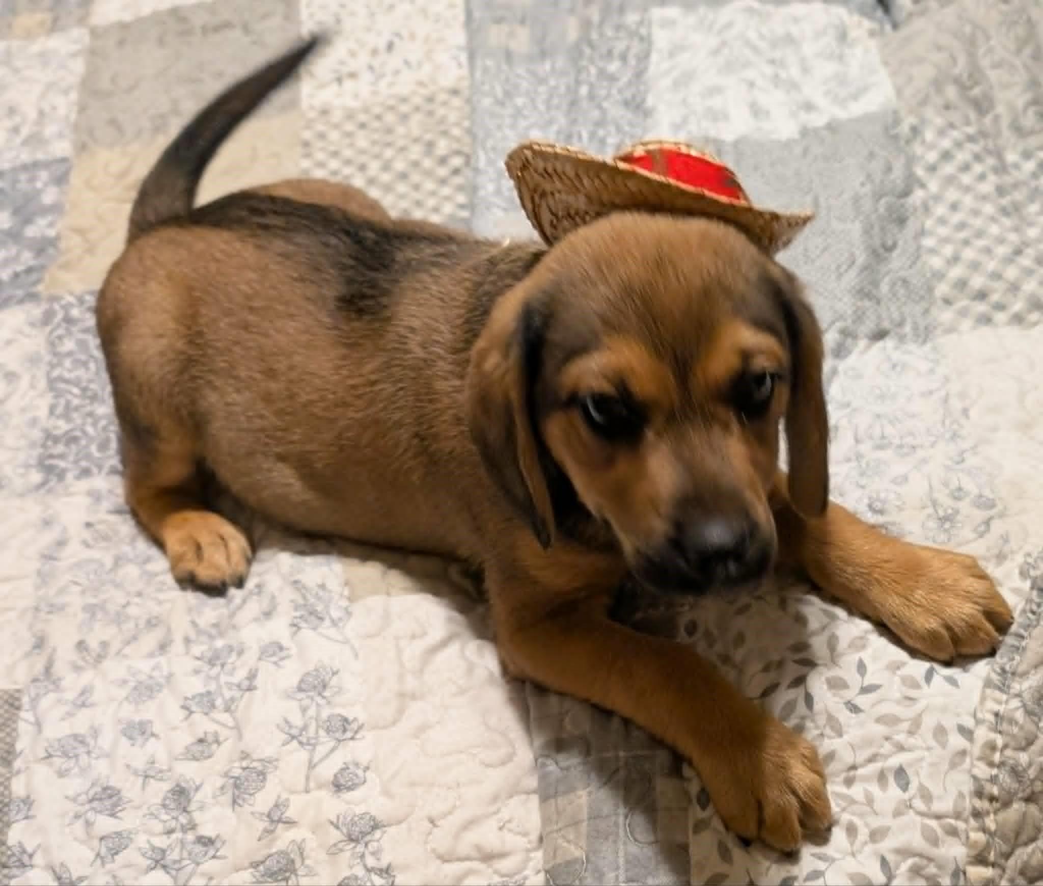 Oaks, an adopted mixed breed in Watertown, CT image 6/6