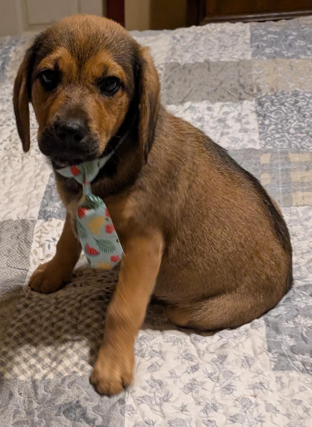 Oaks, an adopted mixed breed in Watertown, CT image 1/6
