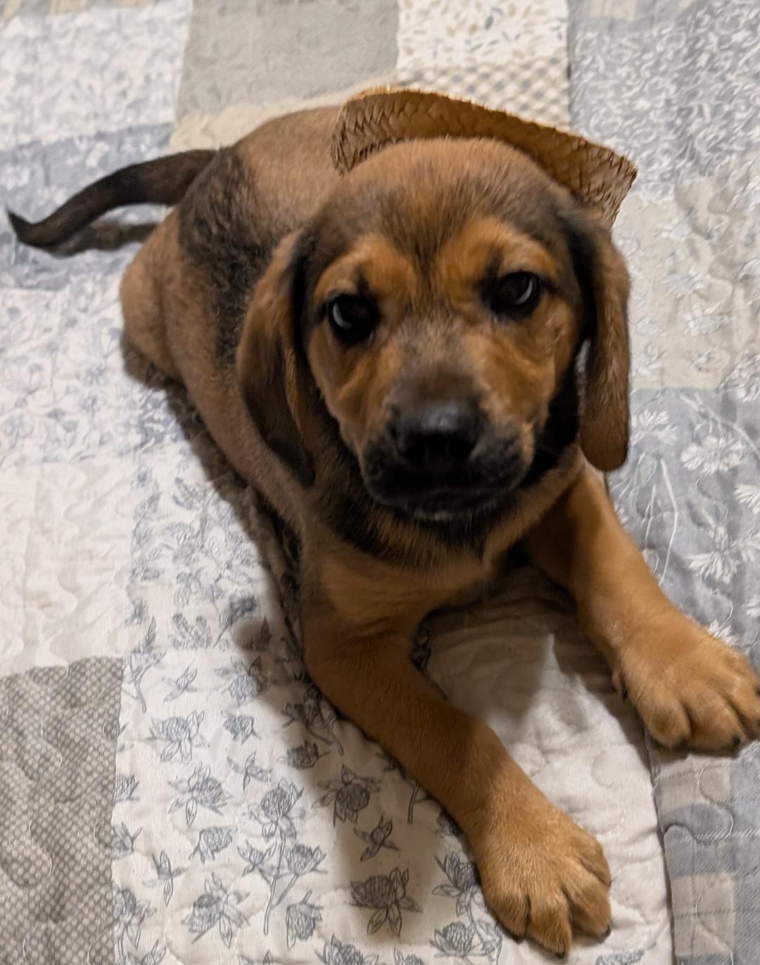 Oaks, an adopted mixed breed in Watertown, CT image 5/6