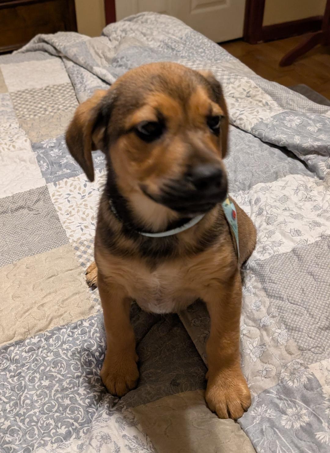 Oaks, an adopted mixed breed in Watertown, CT image 3/6