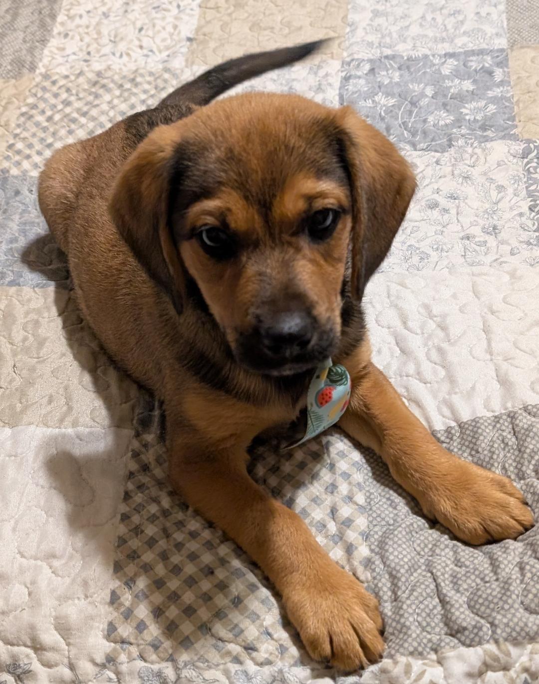Oaks, an adopted mixed breed in Watertown, CT image 2/6