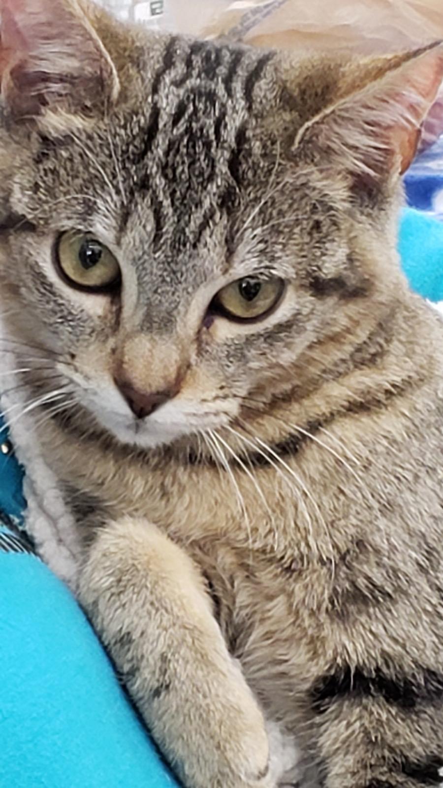Enlarge Annie V., a Adoptable Tabby in Plano, TX image 1/3