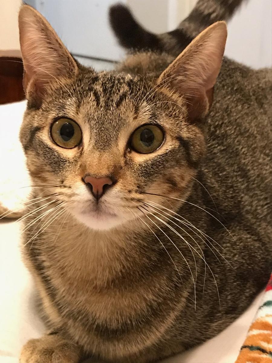Enlarge Annie V., a Adoptable Tabby in Plano, TX image 2/3