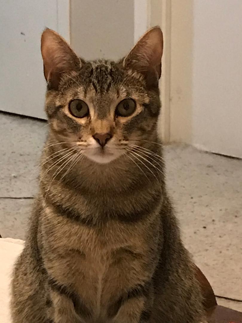 Enlarge Annie V., a Adoptable Tabby in Plano, TX image 3/3