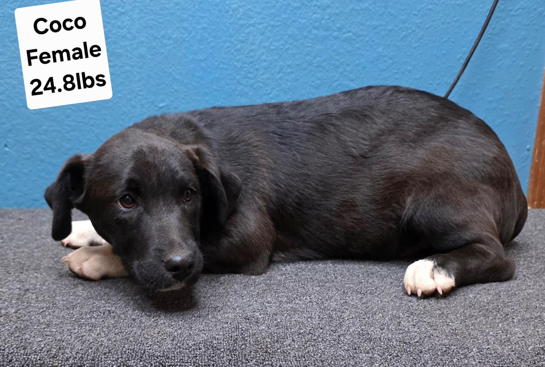 Enlarge Puppies - the girls, a Adoptable mixed breed in Burnet, TX image 3/6