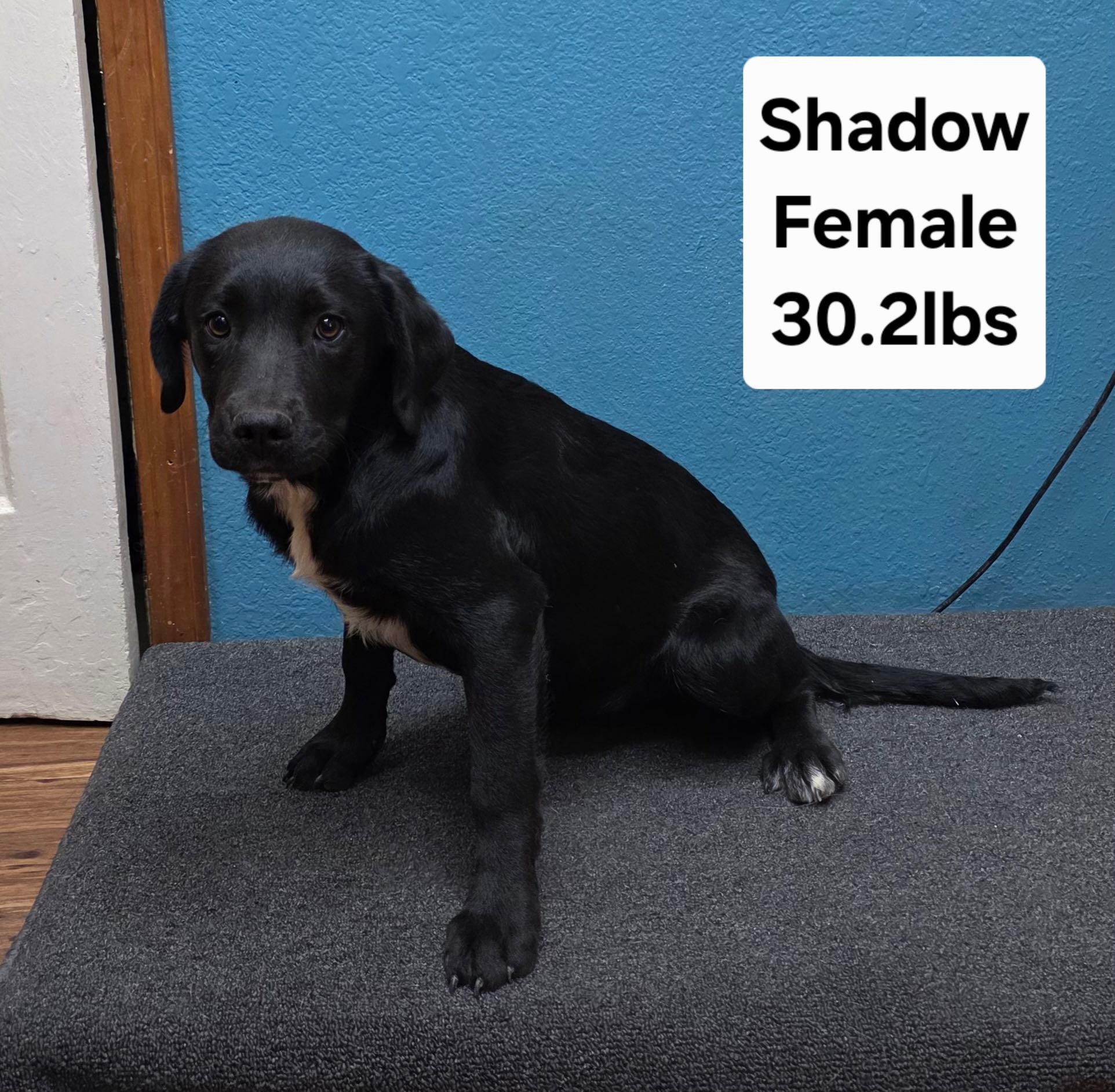 Enlarge Puppies - the girls, a Adoptable mixed breed in Burnet, TX image 5/6