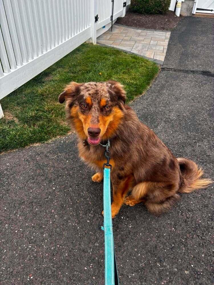 Knox #5266, Adoptable, Adult Male Australian Shepherd.