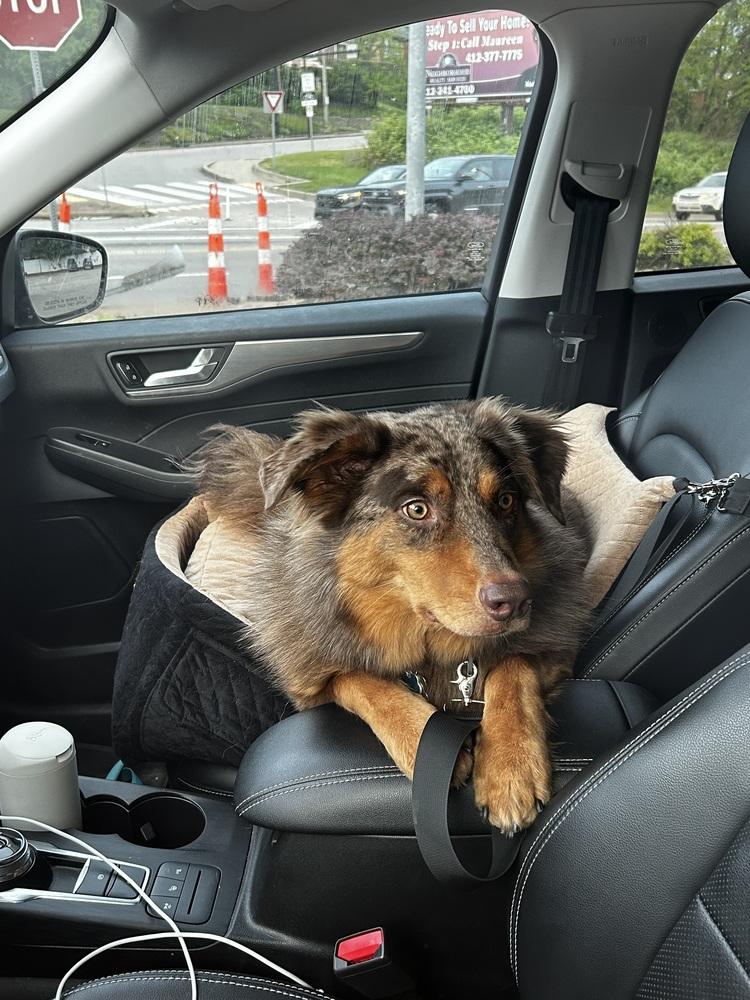 Enlarge Knox #5266, a Adoptable Australian Shepherd in West Lebanon, NH image 2/6