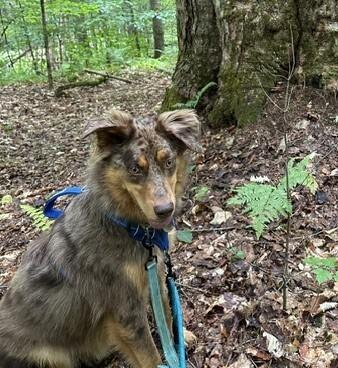 Enlarge Knox #5266, a Adoptable Australian Shepherd in West Lebanon, NH image 3/6