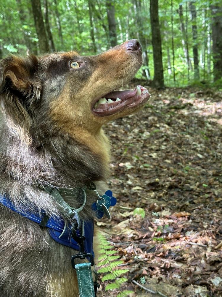 Enlarge Knox #5266, a Adoptable Australian Shepherd in West Lebanon, NH image 4/6