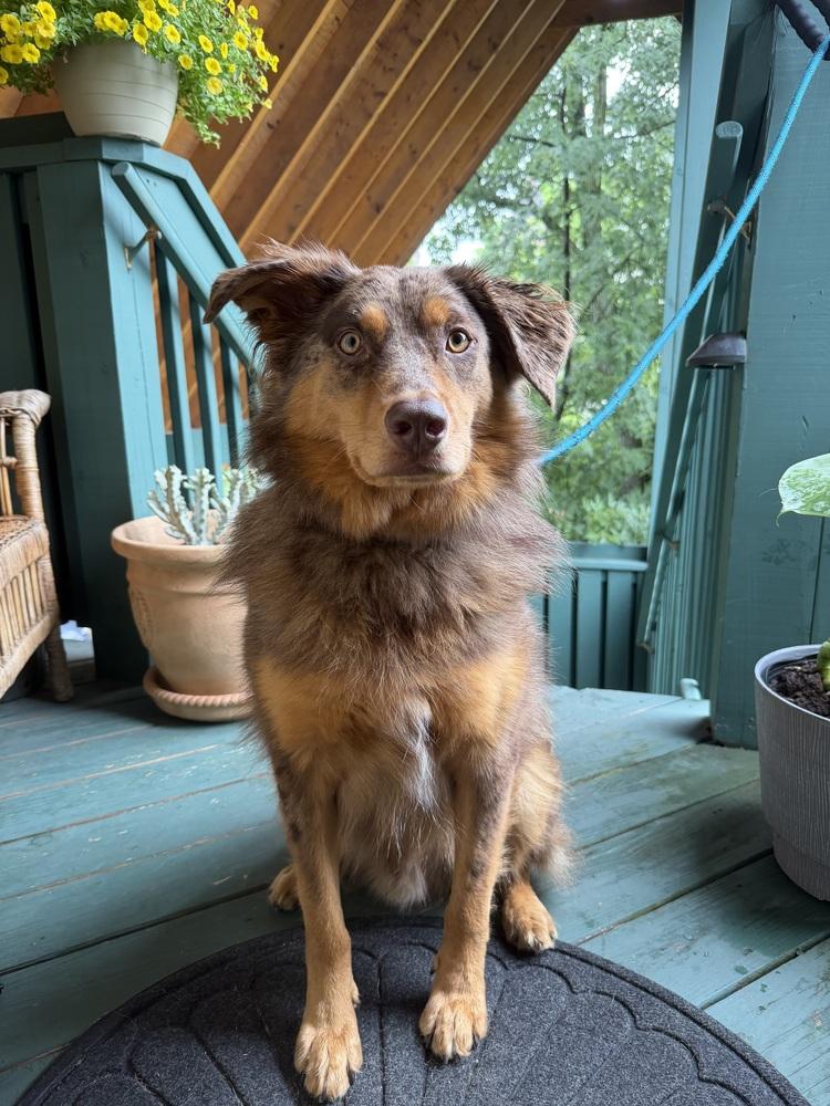 Enlarge Knox #5266, a Adoptable Australian Shepherd in West Lebanon, NH image 5/6