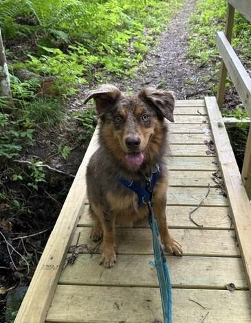 Enlarge Knox #5266, a Adoptable Australian Shepherd in West Lebanon, NH image 6/6