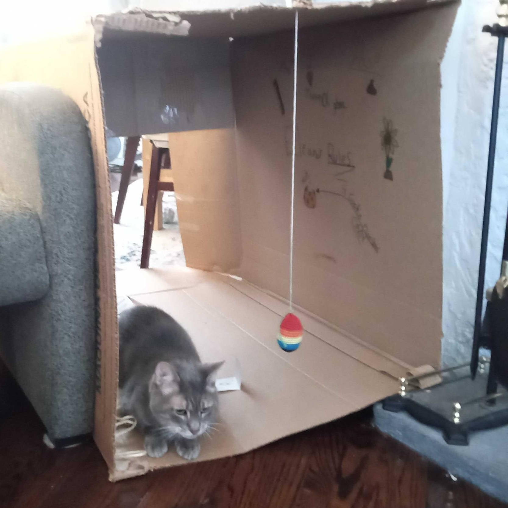 Mercury, a Adoptable Domestic Short Hair in Toronto, ON image 5/6