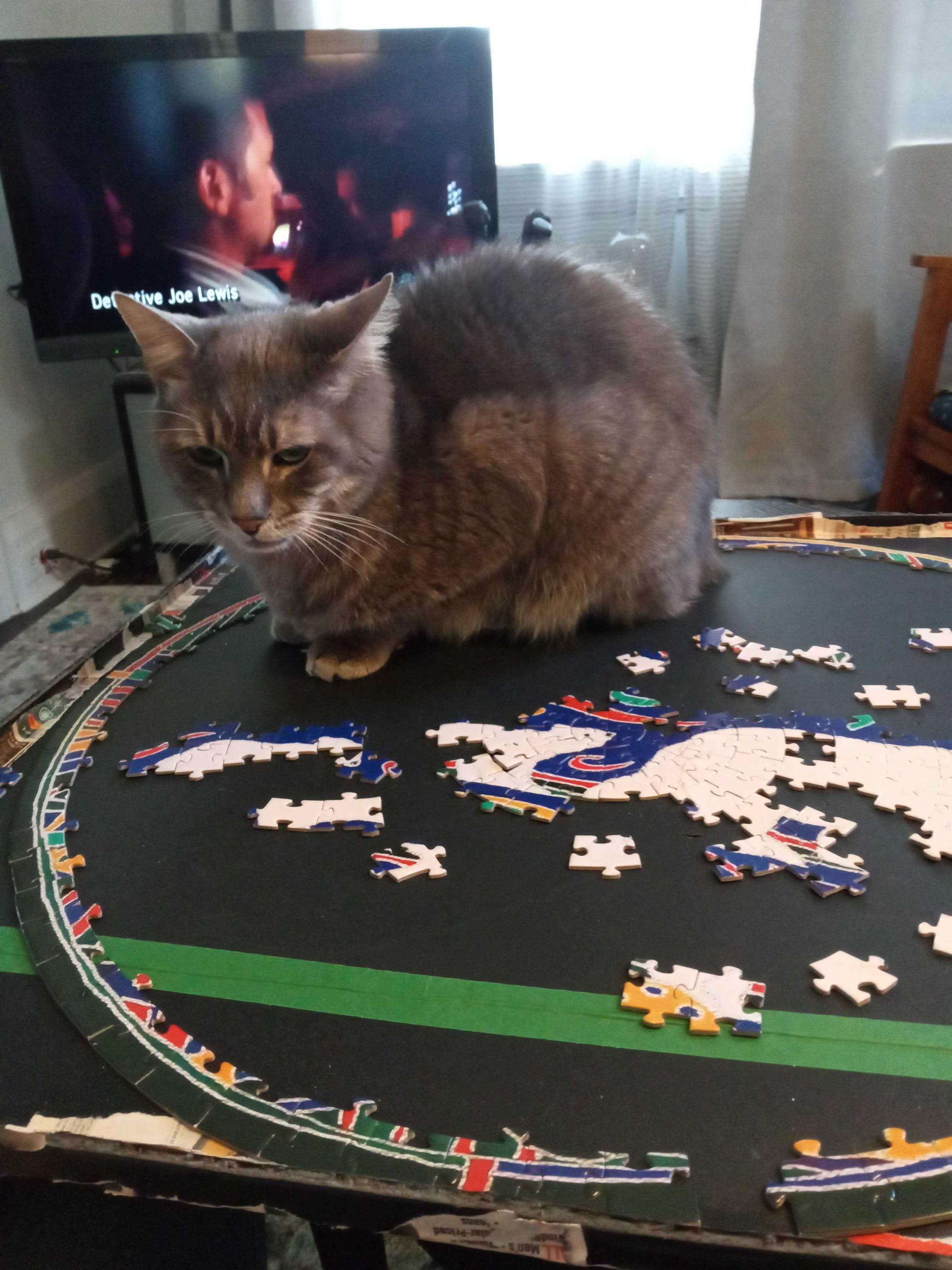 Mercury, a Adoptable Domestic Short Hair in Toronto, ON image 4/6