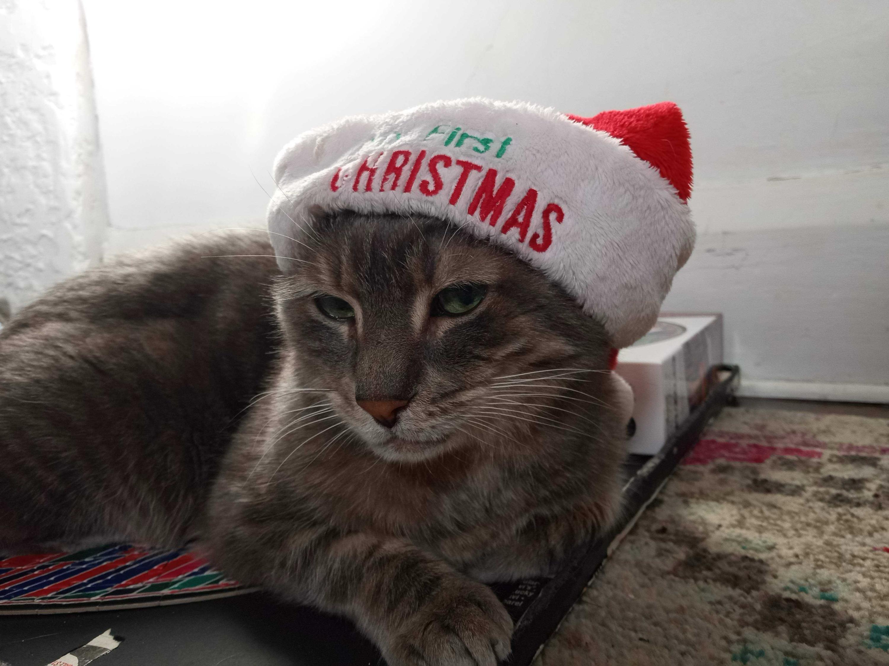 Mercury, a Adoptable Domestic Short Hair in Toronto, ON image 1/6