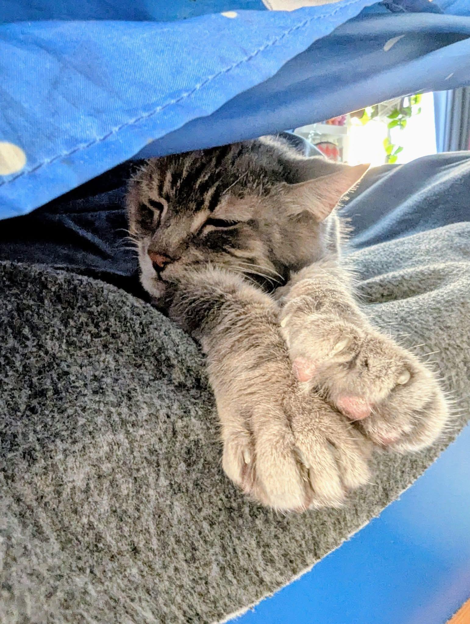 Mercury, a Adoptable Domestic Short Hair in Toronto, ON image 2/6