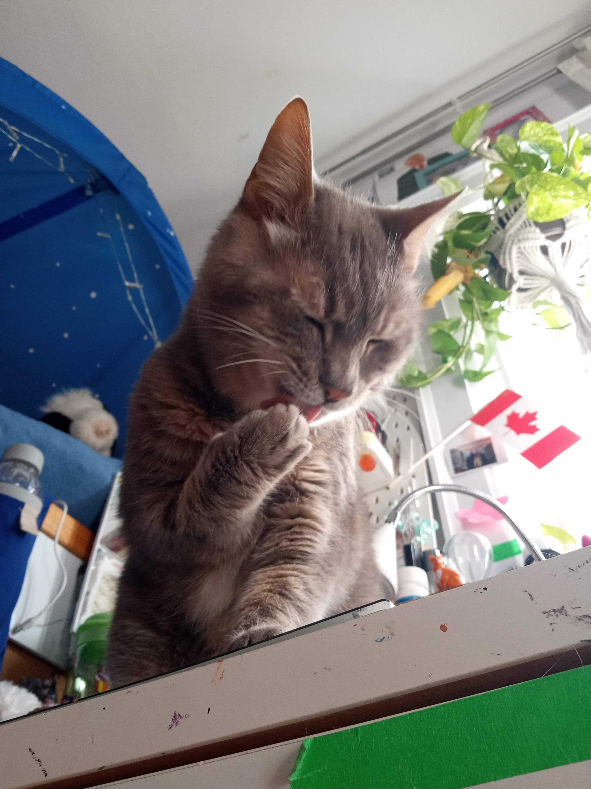 Mercury, a Adoptable Domestic Short Hair in Toronto, ON image 3/6