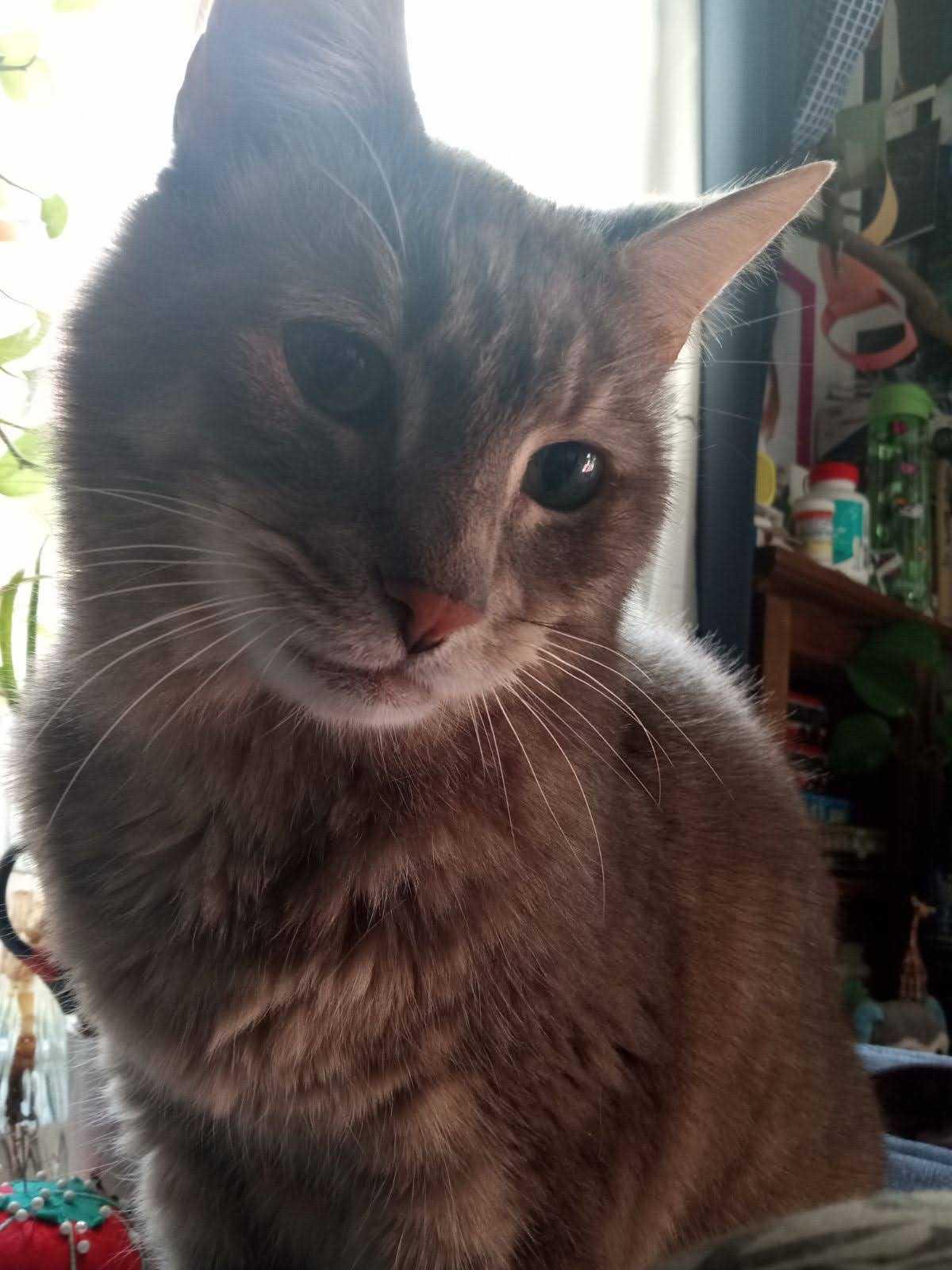 Mercury, a Adoptable Domestic Short Hair in Toronto, ON image 6/6