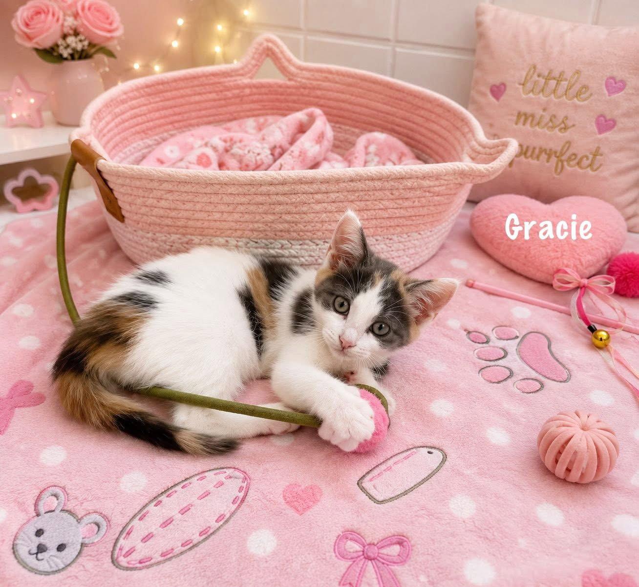 Gracie, Adopted, Kitten Female Dilute Calico.