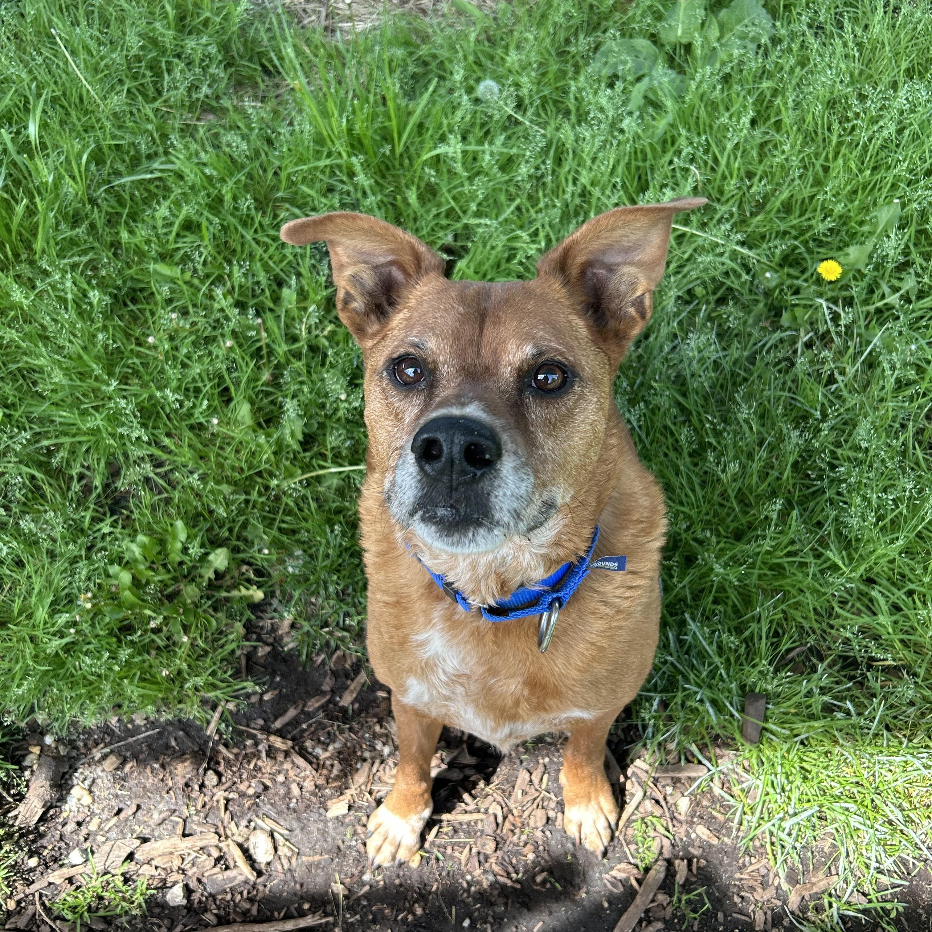 Enlarge Jo Jo, a Adoptable mixed breed in Southold, NY image 2/2