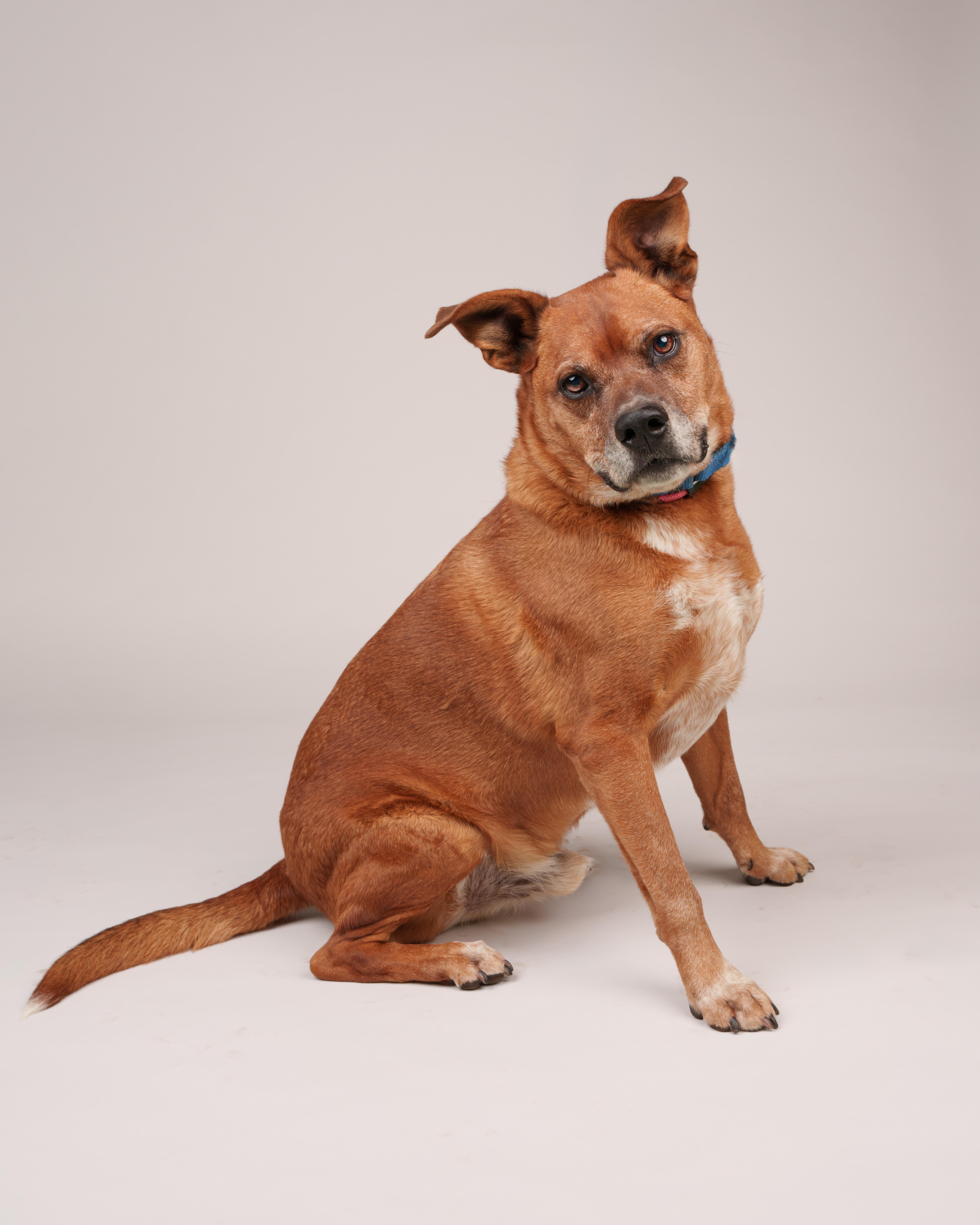 Enlarge Jo Jo, a Adoptable mixed breed in Southold, NY image 1/2