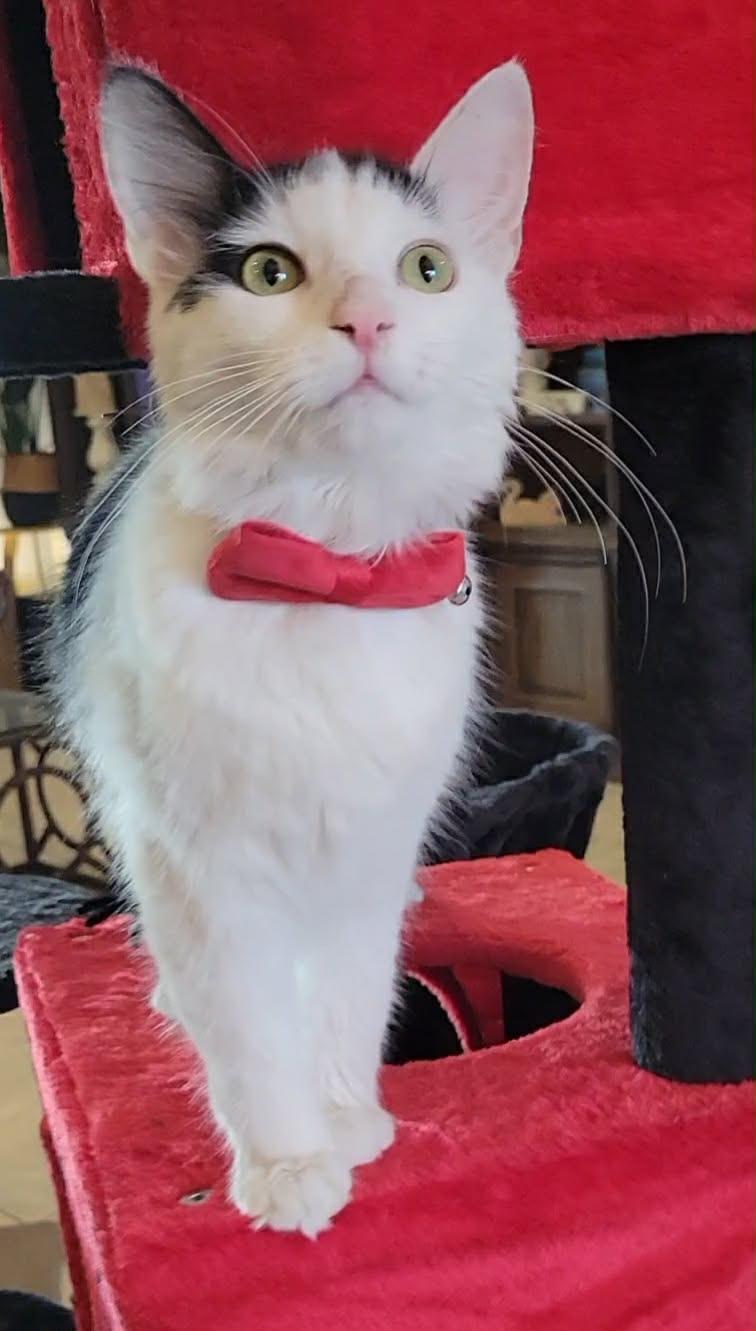 Daisy, ADOPTABLE, Young Female Domestic Long Hair.